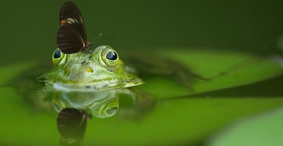 7. biodiversity and natural resources – frog butterfly-216975_640